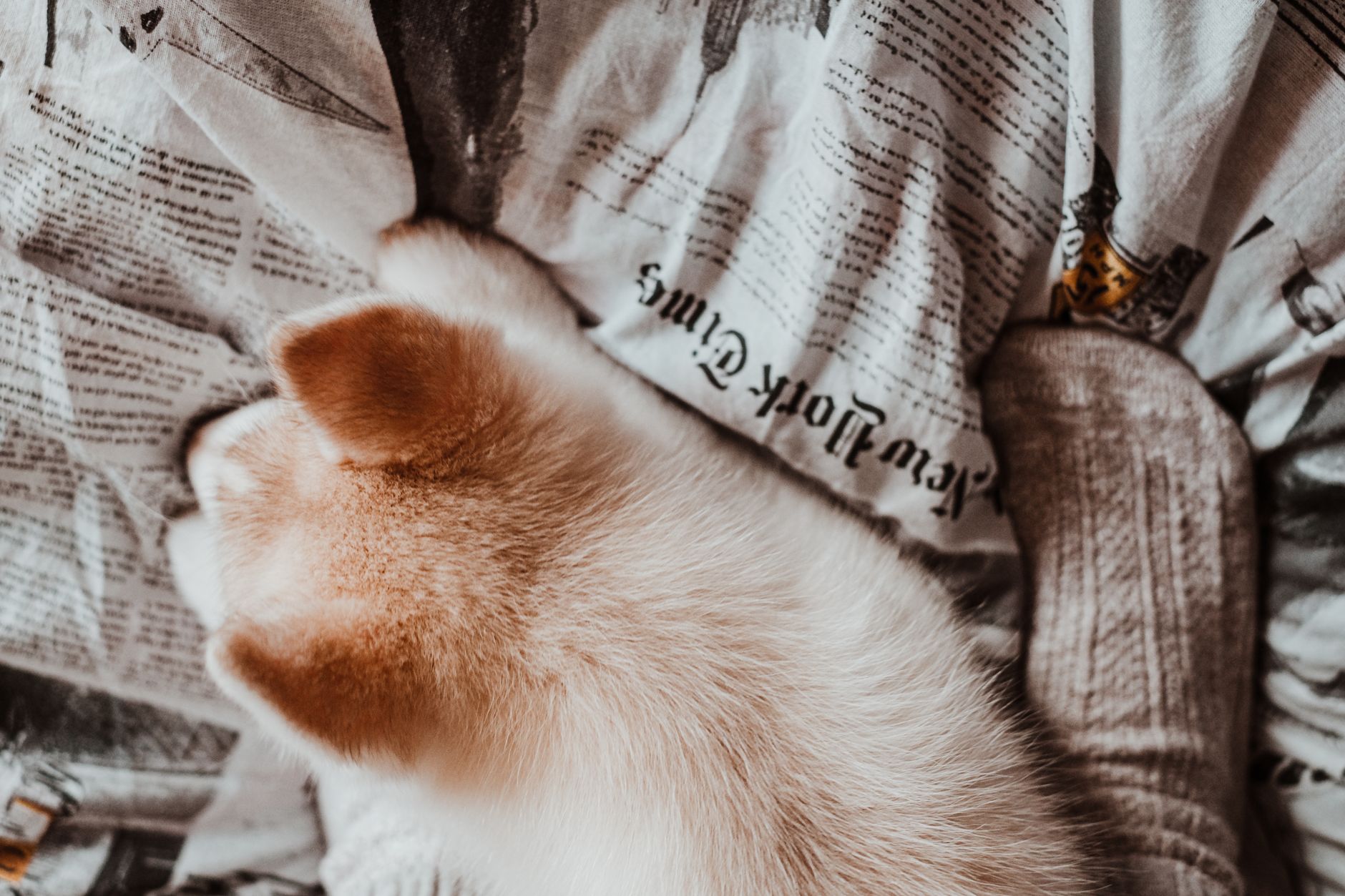 Kilden yapılmış çerçeveli köpek pati izi anı kiti